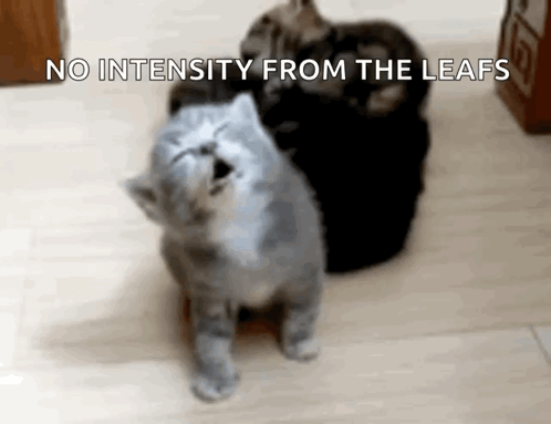A Group Of Cats Are Sitting On A Wooden Floor And One Of Them Is Looking Up At The Sky . GIF
