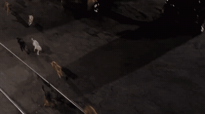 A Group Of Cats Are Walking Along A Train Track At Night . GIF