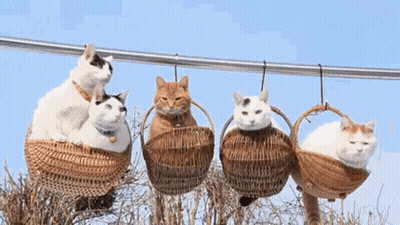 A Group Of Cats Sitting In Baskets Hanging From A Wire GIF