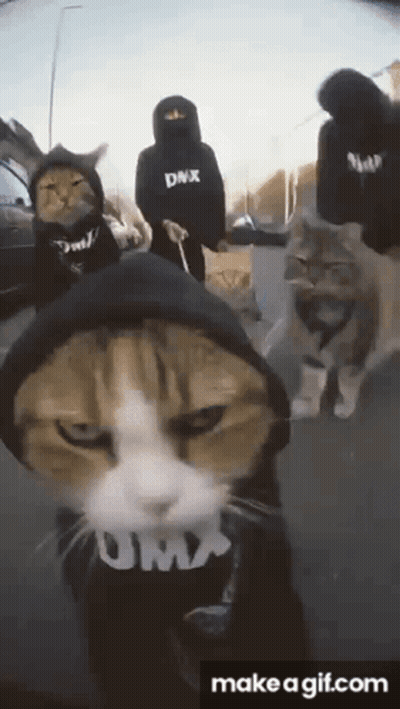 A Group Of Cats Wearing Hoodies That Say Dmx GIF