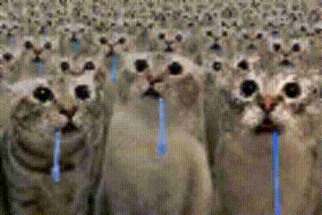 A Group Of Cats With Blue Straws In Their Mouths Are Standing In A Row . GIF