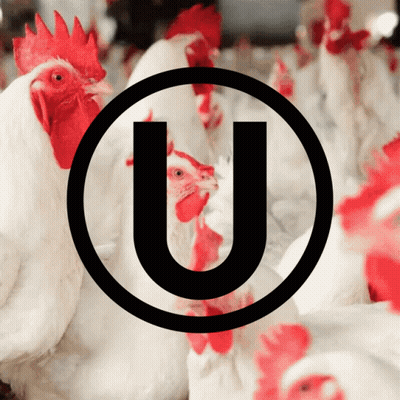 A Group Of Chickens With A Letter U In The Center GIF