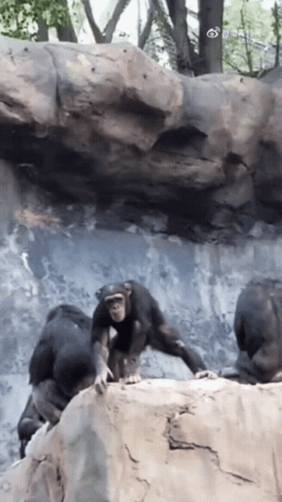 A Group Of Chimpanzees Are Playing On A Rock GIF