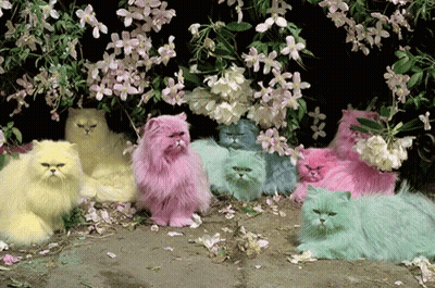 A Group Of Colorful Cats Are Sitting Under A Bush Of Flowers GIF