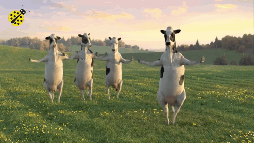 A Group Of Cows Are Dancing In A Grassy Field GIF