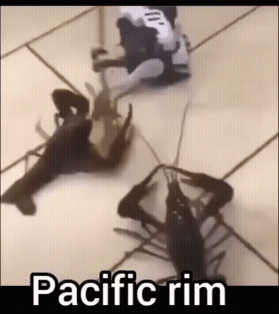 A Group Of Crayfish Are Fighting Each Other On A Tile Floor . GIF