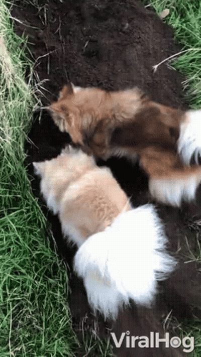 A Group Of Dogs Are Playing In The Dirt In A Field . GIF