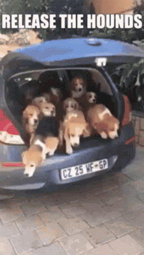 A Group Of Dogs Are Sitting In The Back Of A Car . GIF
