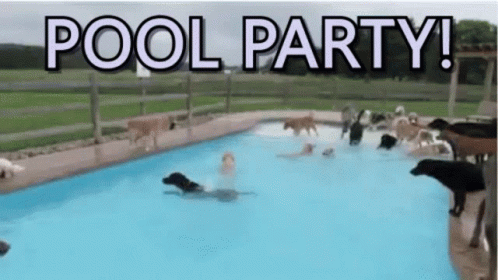 A Group Of Dogs Are Swimming In A Pool With The Words Pool Party In The Background GIF