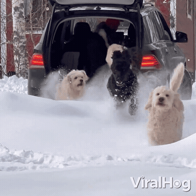 A Group Of Dogs Running In The Snow With The Word Viral Hog On The Bottom Left GIF
