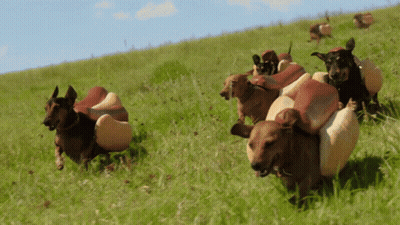 A Group Of Dogs Wearing Hot Dogs On Their Backs Are Running Through A Grassy Field GIF