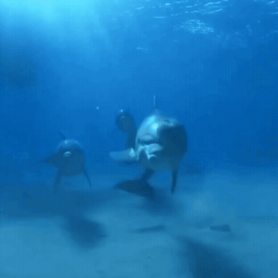 A Group Of Dolphins Are Swimming Together In The Water GIF