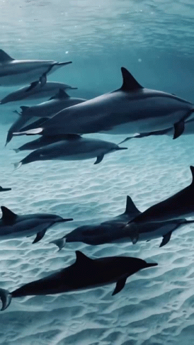 A Group Of Dolphins Swimming In The Ocean GIF