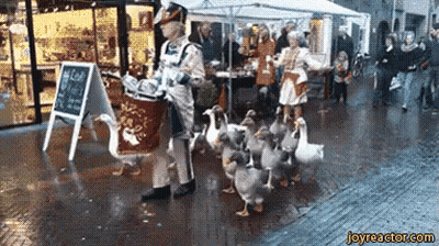 A Group Of Ducks Walking Down A Street With A Sign That Says Joyreactor.com On It GIF