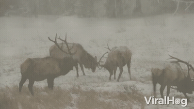 A Group Of Elk Standing In A Snowy Field With Viralhog Written On The Bottom Right GIF
