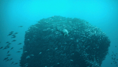 A Group Of Fish Are Swimming Around A Large Rock GIF