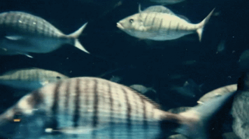 A Group Of Fish Are Swimming In A Dark Water GIF