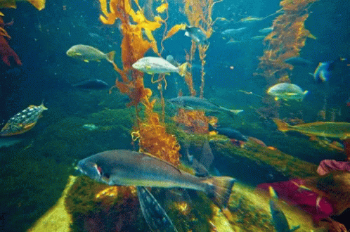 A Group Of Fish Are Swimming In A Large Tank GIF