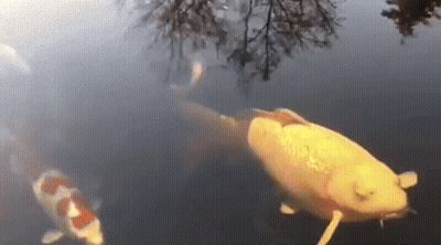 A Group Of Fish Are Swimming In A Pond With Trees Reflected In The Water . GIF