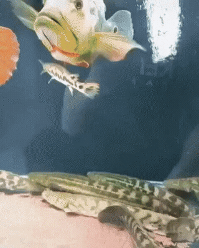 A Group Of Fish Are Swimming In A Tank With A Person Holding A Snake GIF