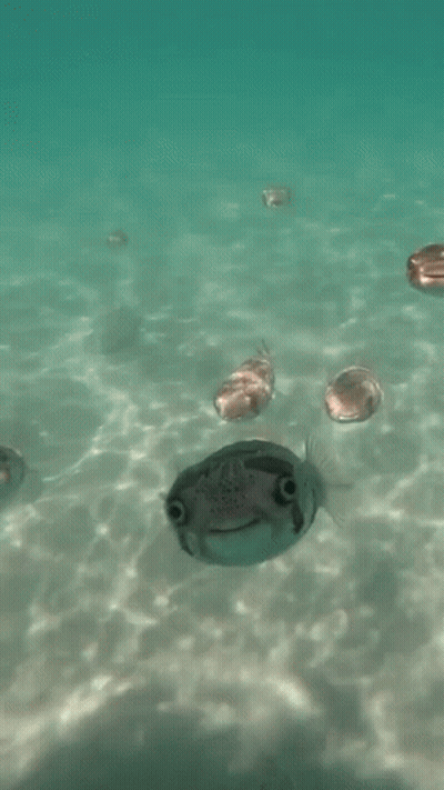 A Group Of Fish Are Swimming In The Ocean And One Of Them Has A Smile On Its Face . GIF
