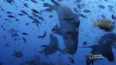 A Group Of Fish Are Swimming In The Ocean With The National Geographic Logo On The Bottom GIF