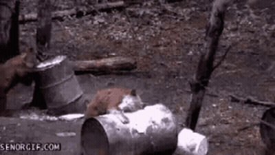 A Group Of Foxes Are Playing With A Trash Can In The Woods . GIF