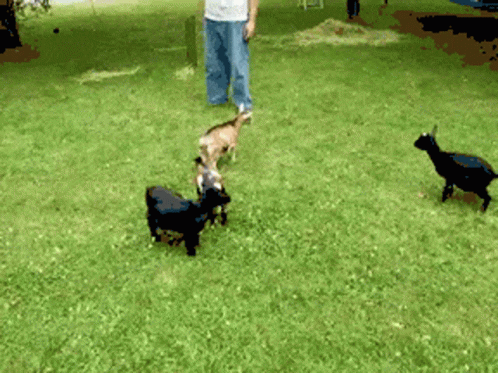 A Group Of Goats Are Playing In A Grassy Field GIF
