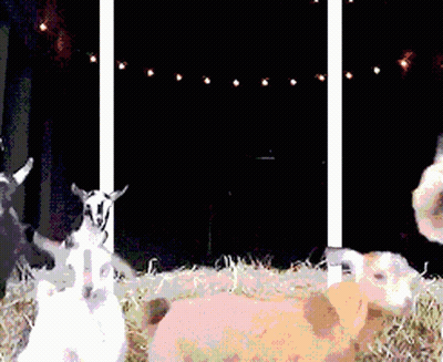 A Group Of Goats Are Standing In A Pile Of Hay GIF