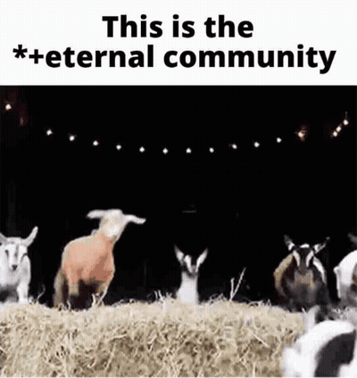 a group of goats are standing next to each other in a hay bale .