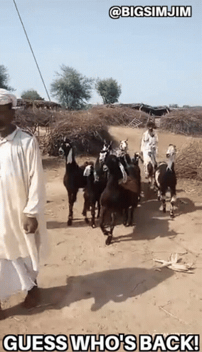 A Group Of Goats Are Walking Down A Dirt Road . GIF