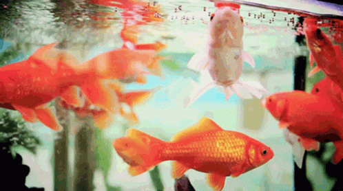 A Group Of Goldfish Are Swimming In A Tank With Bubbles In The Water GIF