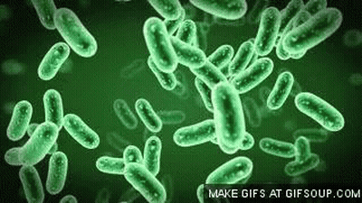 A Group Of Green Bacteria On A Green Background . GIF