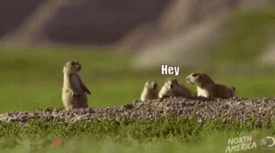 A Group Of Ground Squirrels Are Standing On Their Hind Legs On A Rocky Hillside . GIF