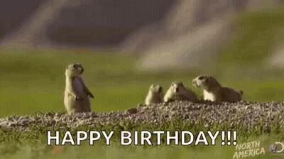 A Group Of Ground Squirrels Are Standing On Their Hind Legs On Top Of A Pile Of Rocks . GIF