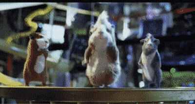 A Group Of Hamsters Are Standing On A Table GIF