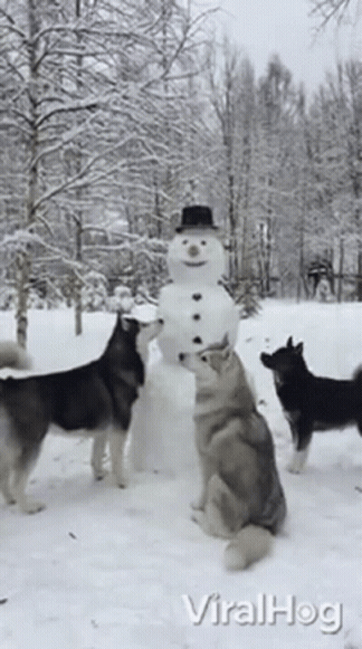 A Group Of Husky Dogs Standing Around A Snowman Made By Viral Hog GIF