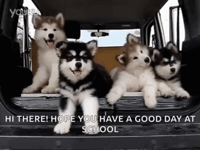 A Group Of Husky Puppies Are Sitting In The Back Of A Car With The Words `` Hope You Have A Good Day At School '' . GIF