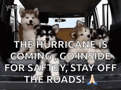 A Group Of Husky Puppies Are Standing In The Back Of A Car . GIF