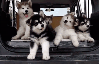 A Group Of Husky Puppies Standing In The Back Of A Car . GIF