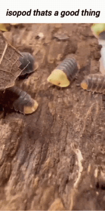 A Group Of Isopods Are Crawling On A Rock With A Caption That Says Isopod Thats A Good Thing . GIF