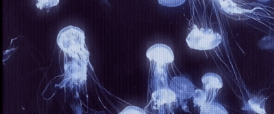 A Group Of Jellyfish Swimming In The Dark GIF