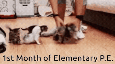 A Group Of Kittens Are Playing On A Wooden Floor With The Words " 1St Month Of Elementary P.e. " Above Them GIF