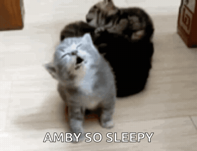 A Group Of Kittens Are Sitting On A Wooden Floor And One Of Them Is Yawning . GIF