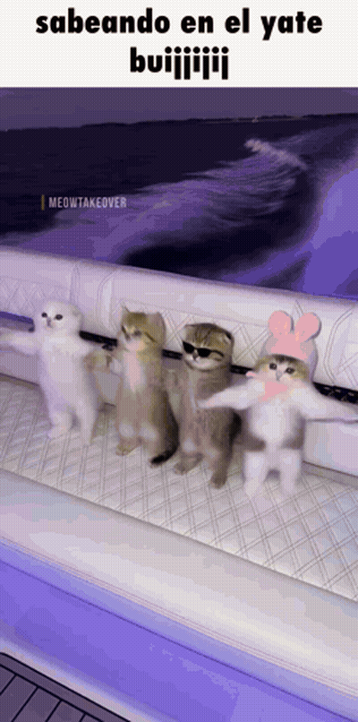 A Group Of Kittens Are Standing On A Boat With The Caption " Sabeando En El Yate " GIF