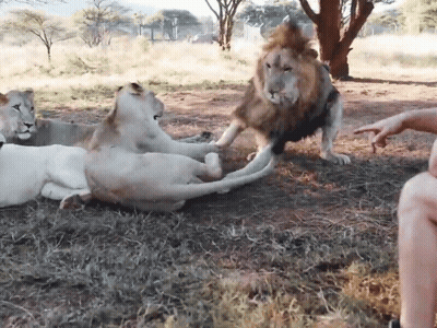 A Group Of Lions Are Playing With A Man 'S Hand In A Field GIF