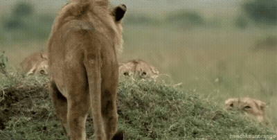 A Group Of Lions Are Standing Next To Each Other In A Field With Their Mouths Open . GIF