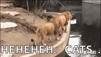 A Group Of Lions Are Standing Next To Each Other On A Ledge Overlooking A Body Of Water . GIF