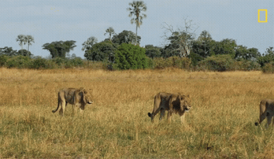 A Group Of Lions Are Walking In A Field With A National Geographic Logo In The Background GIF