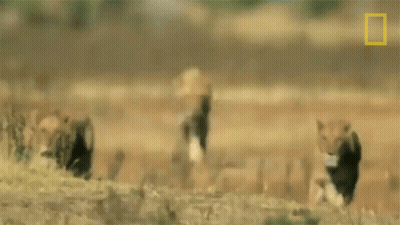 A Group Of Lions Are Walking Through A Field With A National Geographic Logo In The Corner . GIF